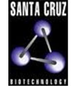 代理santa cruz全线抗体产品