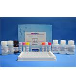 氯霉素检测试剂盒（条）