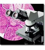 供应CX31奥林巴斯显微镜