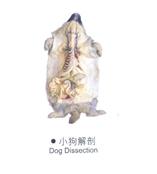动物标本