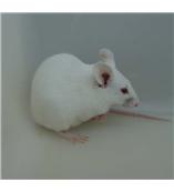 单克隆抗体制备