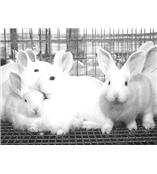 兔、鼠、鸡等多物种多克隆抗体