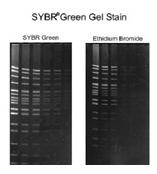 SYBR绿色核酸凝胶染液
