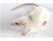 美国Charles River Laboratories CD® (SD) IGS 封闭群（Outbred Rat） 大鼠