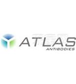 瑞典Atlas Antibodies抗体