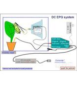EPG昆蟲刺探電位儀