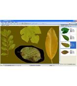 LA-S型植物叶面积、病斑、虫损、叶色分档分析仪系统