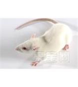美国Charles River Laboratories CD® (SD) IGS 封闭群（Outbred Rat） 大鼠